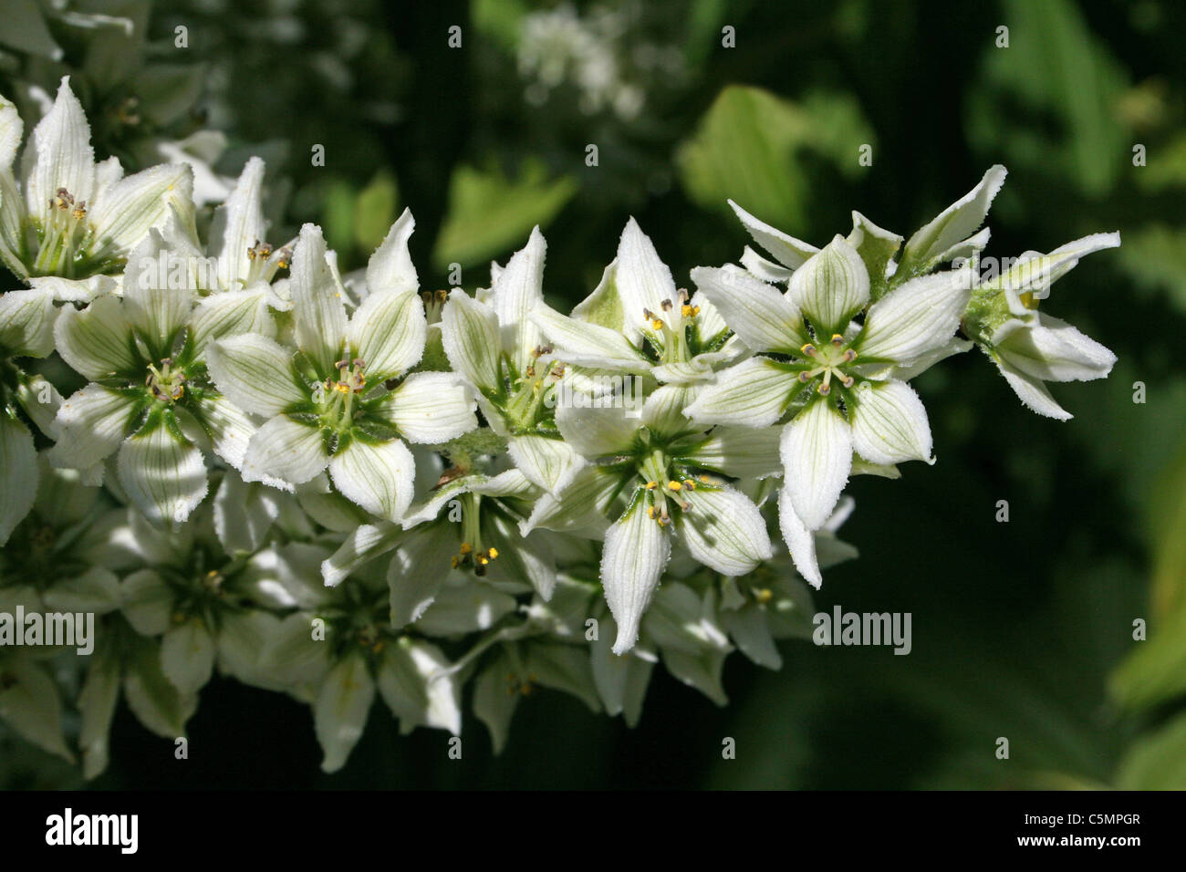 Close-up di fiori di falsi Helleborine Veratrum album Foto Stock