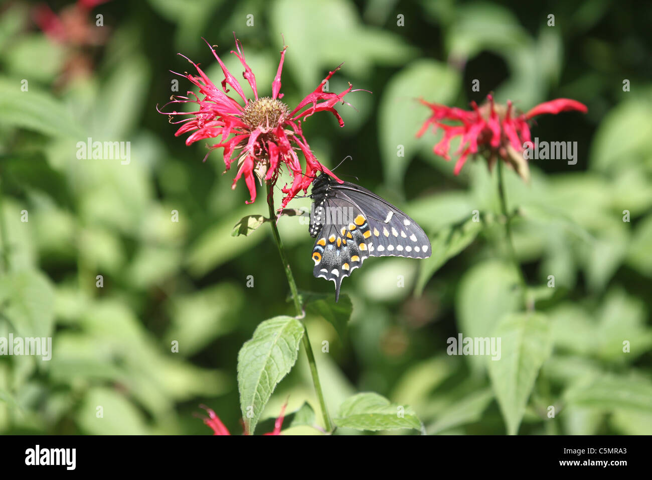 Nero a farfalla a coda di rondine su un Monarda Foto Stock