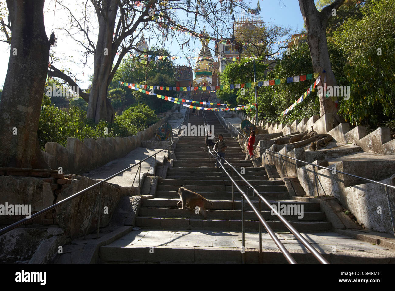 Macaco Rhesus, Macaca Mulatta monkey sulle scale che conducono al Swayambhunath tempio buddista, Kathmandu, Nepal, Asia Foto Stock