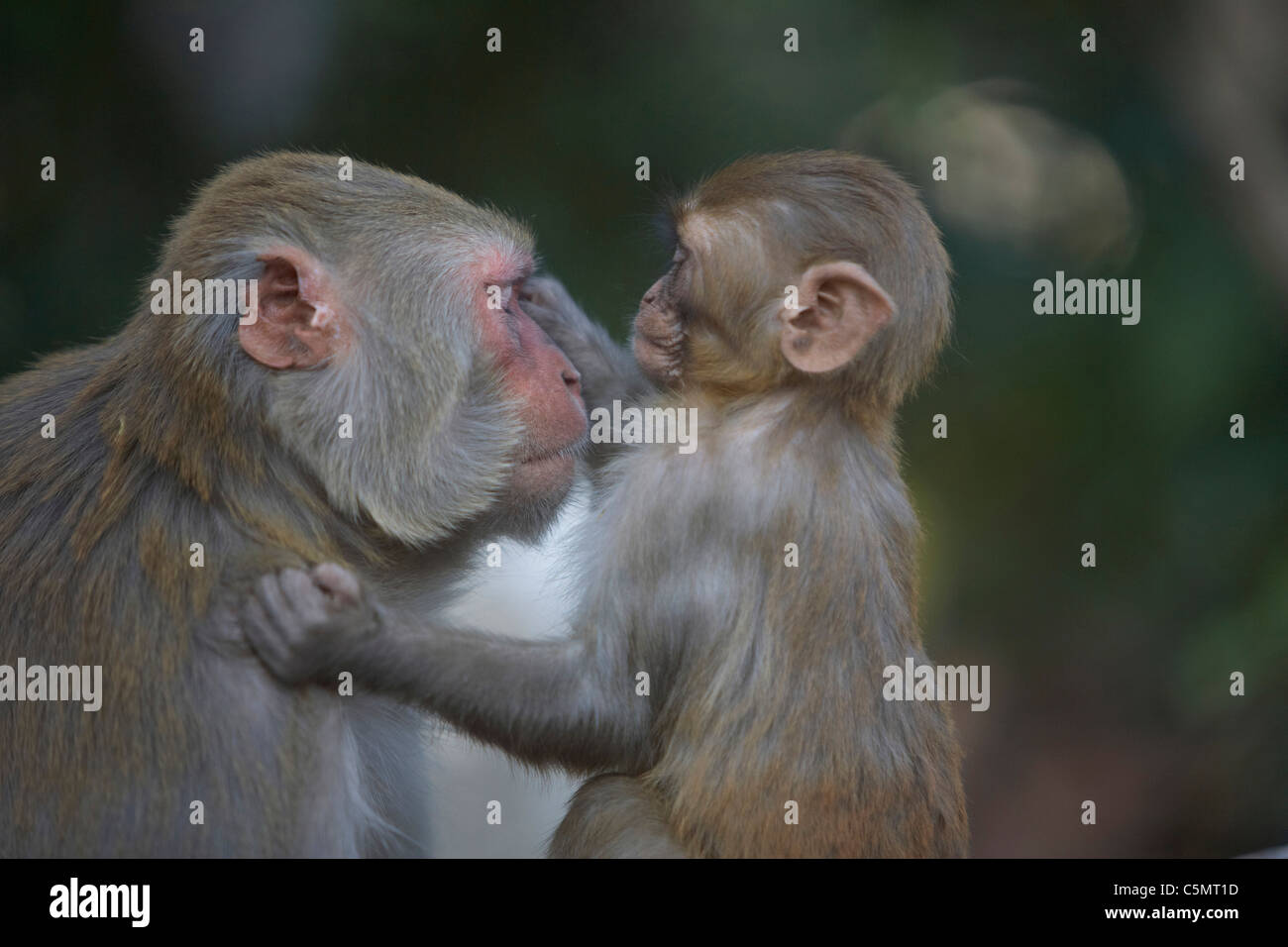 Baby macaco rhesus, Macaca Mulatta monkey toelettatura sua madre, Swayambhunath, Kathmandu, Nepal, Asia. Foto Stock