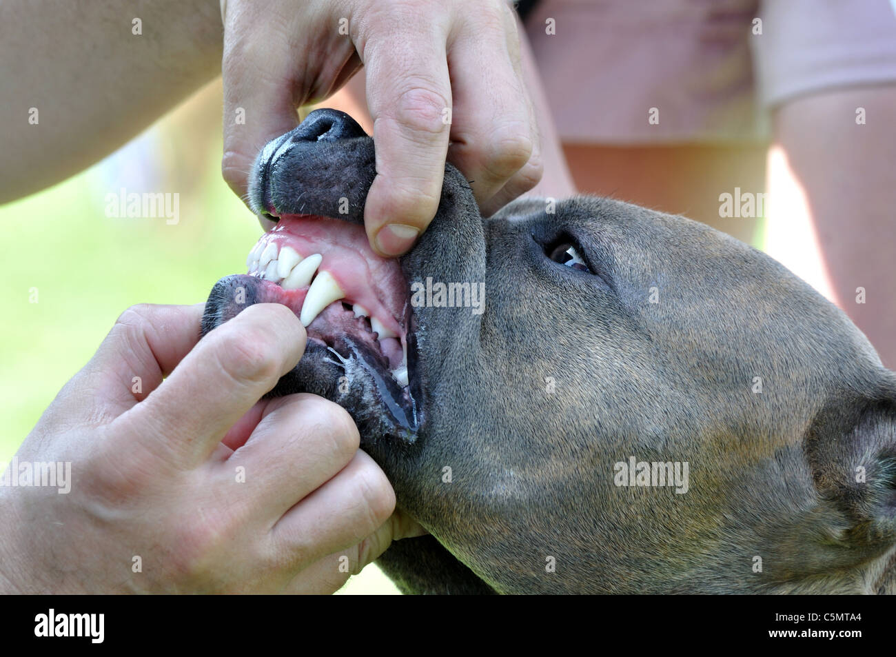 Qualcuno esaminando cane i denti sulla conformazione visualizza Foto Stock