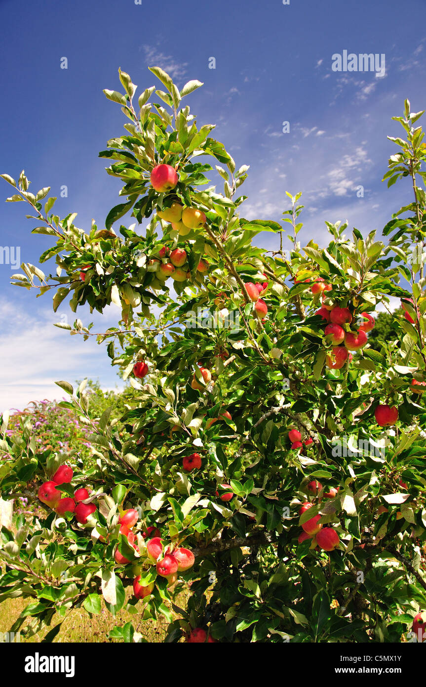 Mele mature su albero Buckler difficile, Hampshire, Inghilterra, Regno Unito Foto Stock