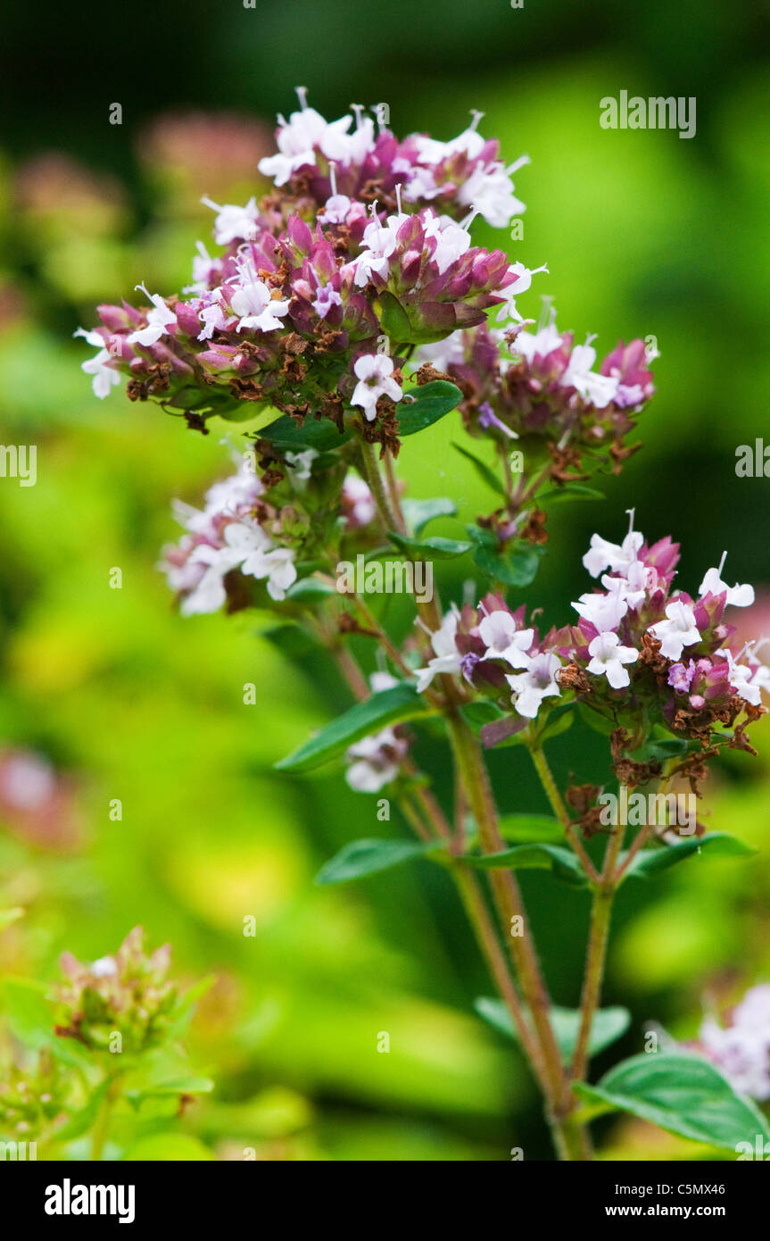 maggiorana selvatica Foto Stock