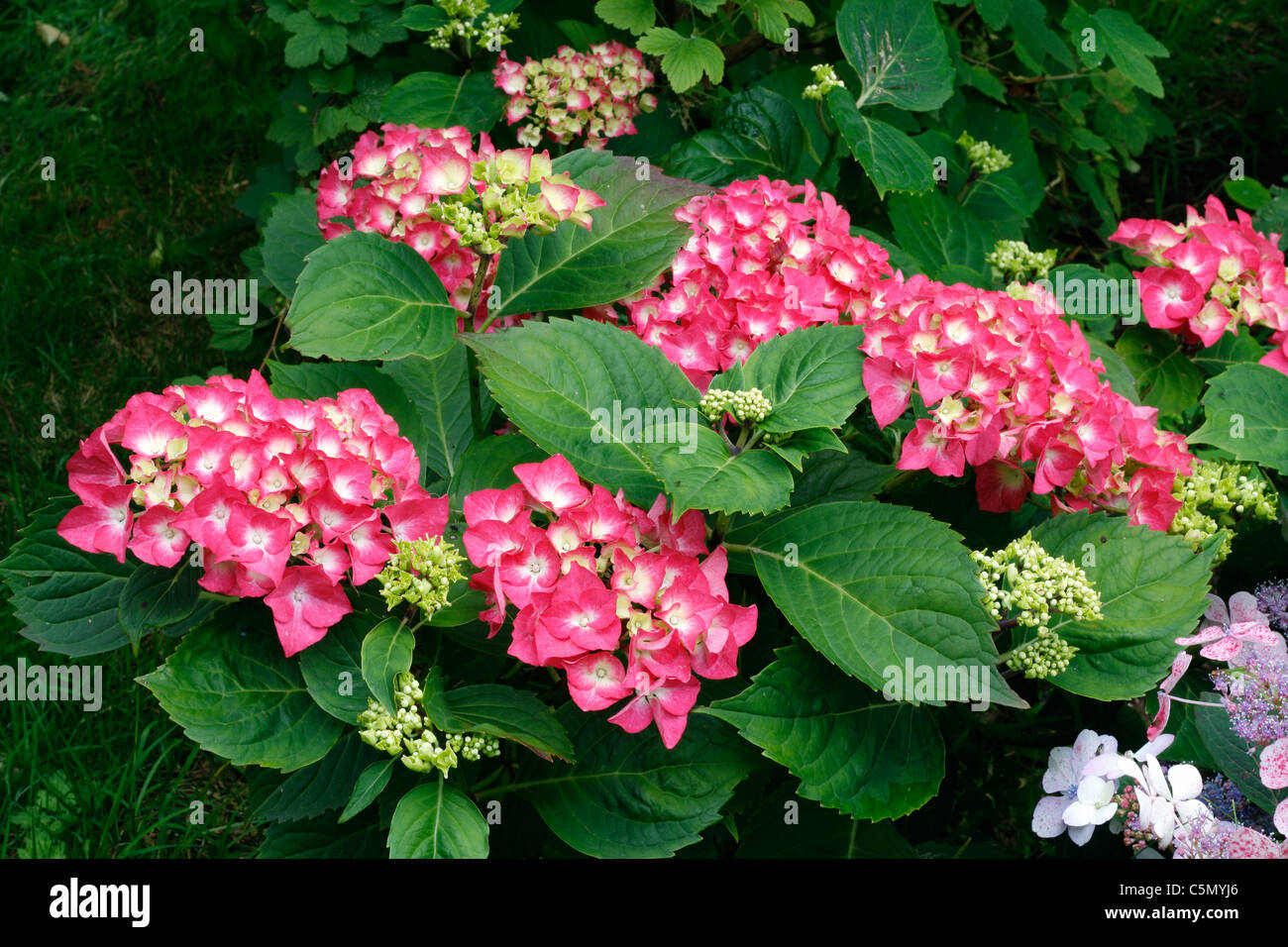 Ortensia fiori in un giardino (Hydrangea macrophylla). Foto Stock