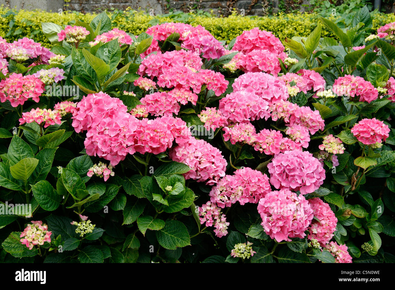 Hortensia (Hydrangea macrophylla). Foto Stock