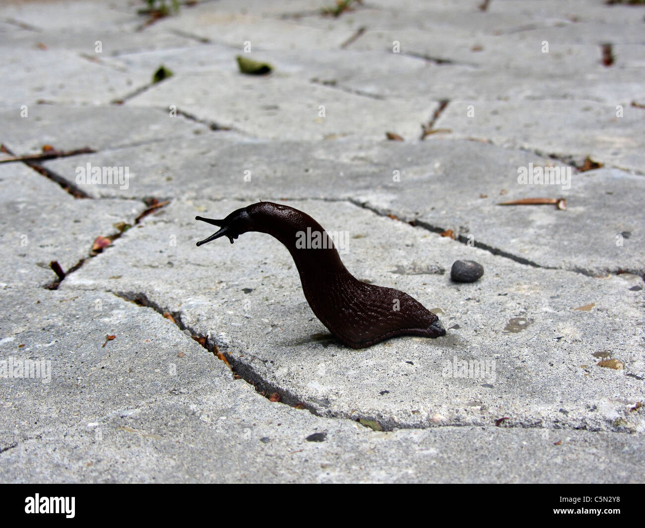 Dancing slug sui mattoni di strada Foto Stock