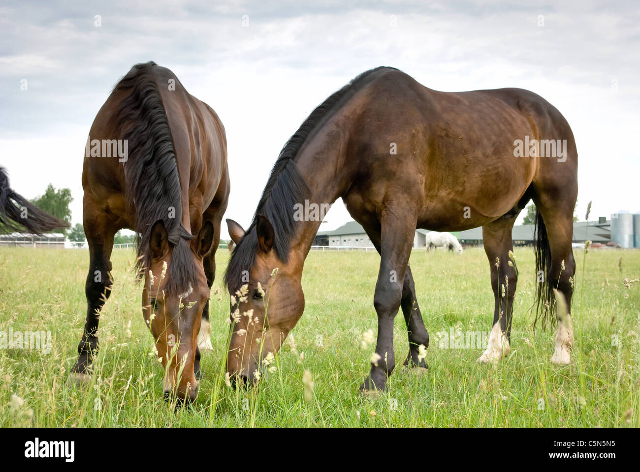 Cavallo in un prato verde in giornata soleggiata, animali serie Foto Stock