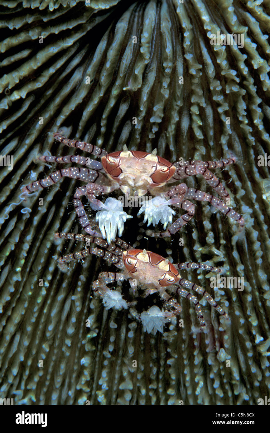 Coppia di granchio Boxer, Libia tesselata, Vitu isole Arcipelago Bismarck, Papua Nuova Guinea Foto Stock