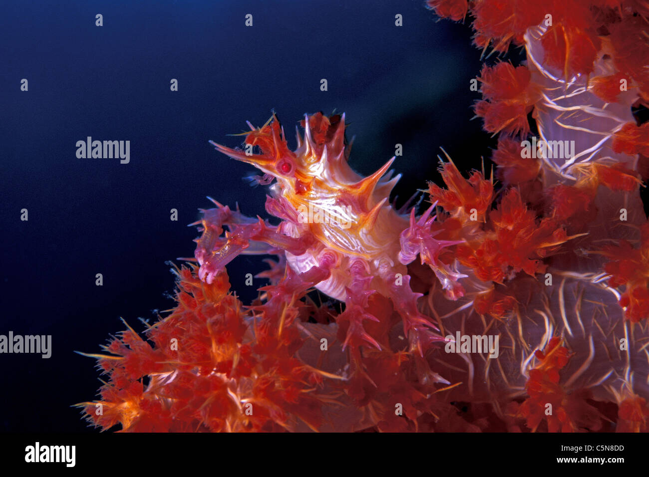 Coralli molli, granchio Hoplophrys oatesii, Kimbe Bay di New Britain, Papua Nuova Guinea Foto Stock