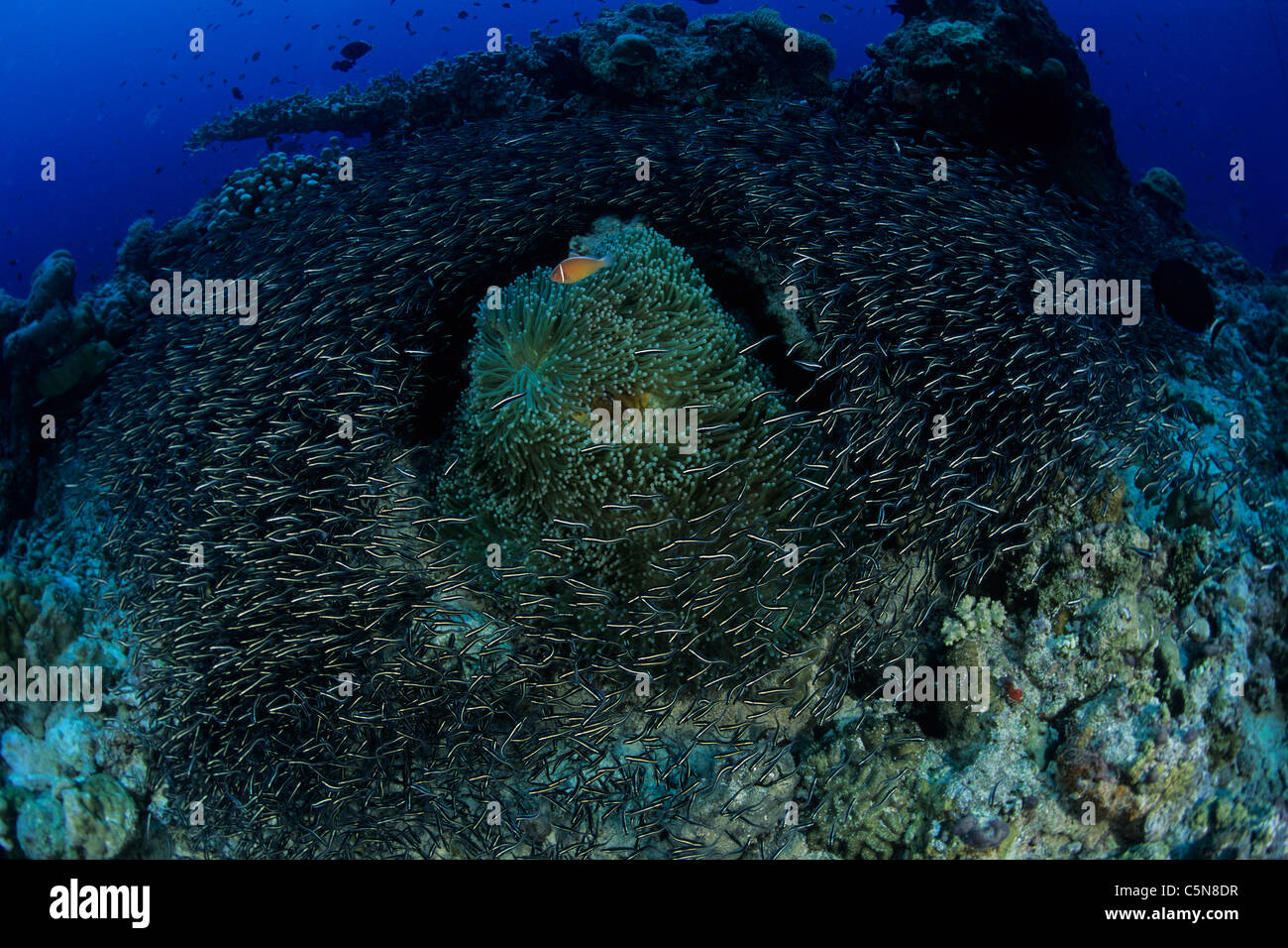 Pesce Gatto a strisce del mare circostante Anemone, Plotosus lineatus, Kimbe Bay di New Britain, Papua Nuova Guinea Foto Stock