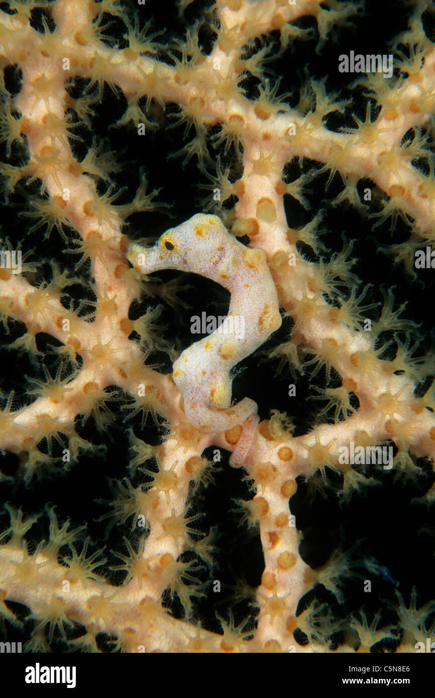 Denise cavalluccio marino pigmeo, Hippocampus denise, Kimbe Bay di New Britain, Papua Nuova Guinea Foto Stock