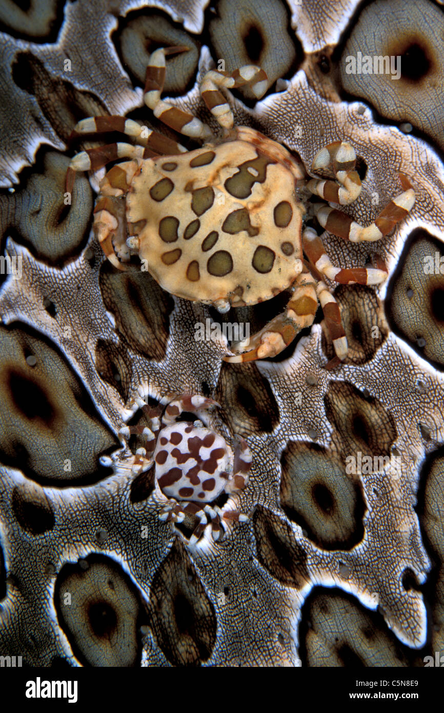 Paio di Arlecchino Granchio di mare su cetriolo, Lissocarcinus orbicularis, Kimbe Bay di New Britain, Papua Nuova Guinea Foto Stock