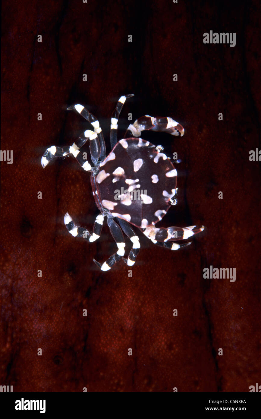 Arlecchino Granchio di mare su cetriolo, Lissocarcinus orbicularis, Kimbe Bay di New Britain, Papua Nuova Guinea Foto Stock