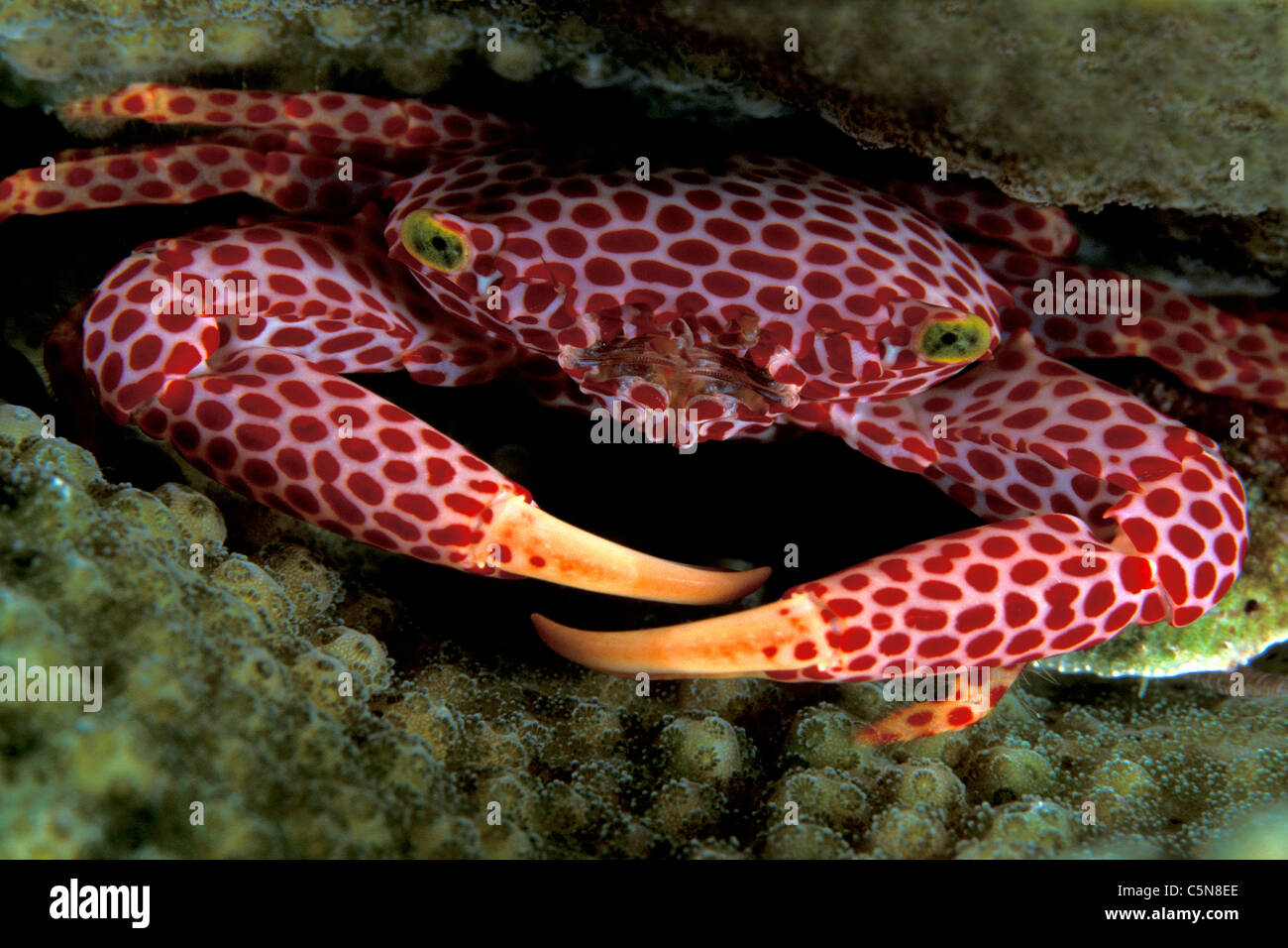 Coral Granchio, trapezi rufopunctata, Kimbe Bay di New Britain, Papua Nuova Guinea Foto Stock
