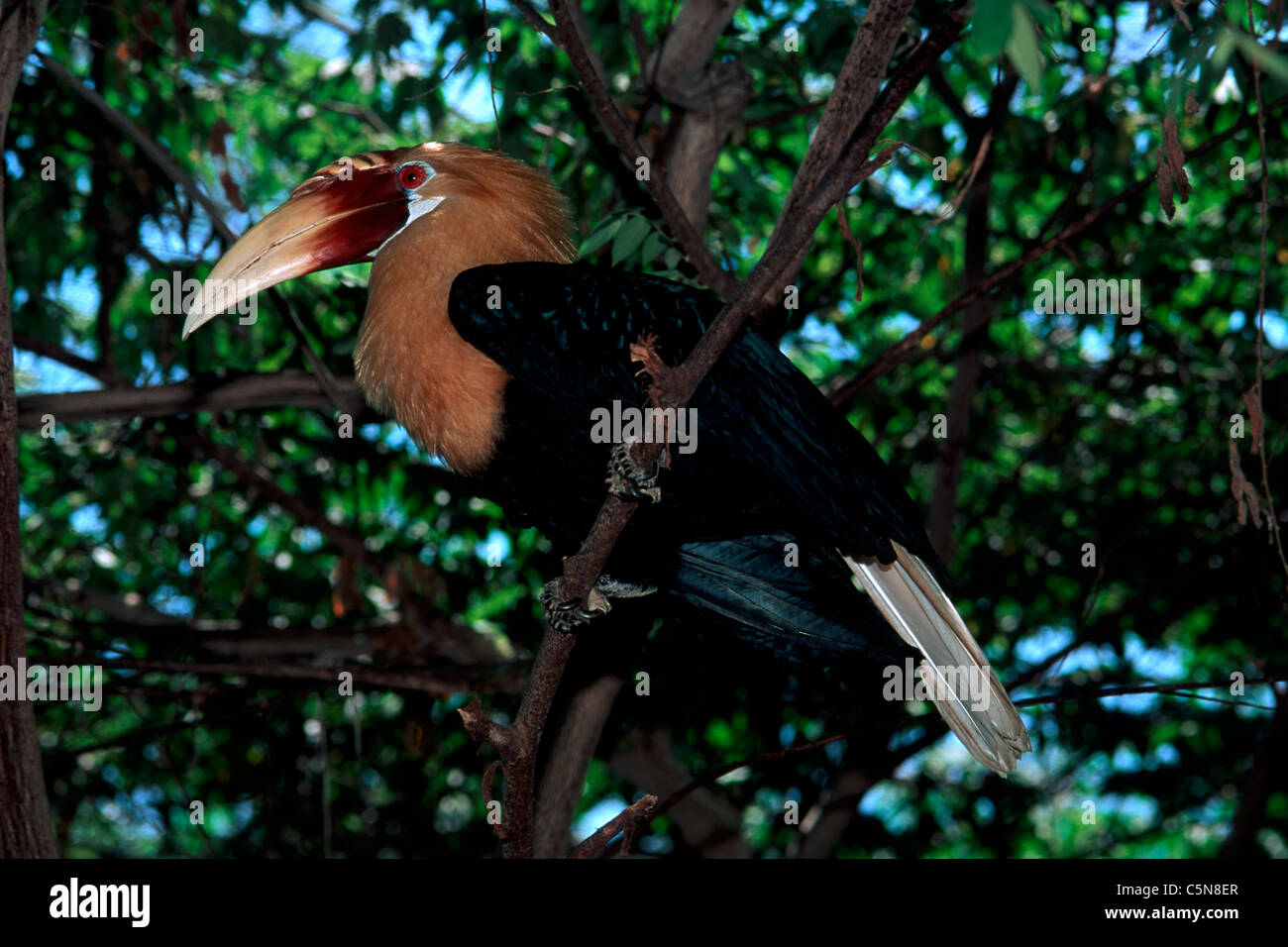 Blythis Hornbill, Aceros plicatus, Port Moresby, Papua Nuova Guinea Foto Stock