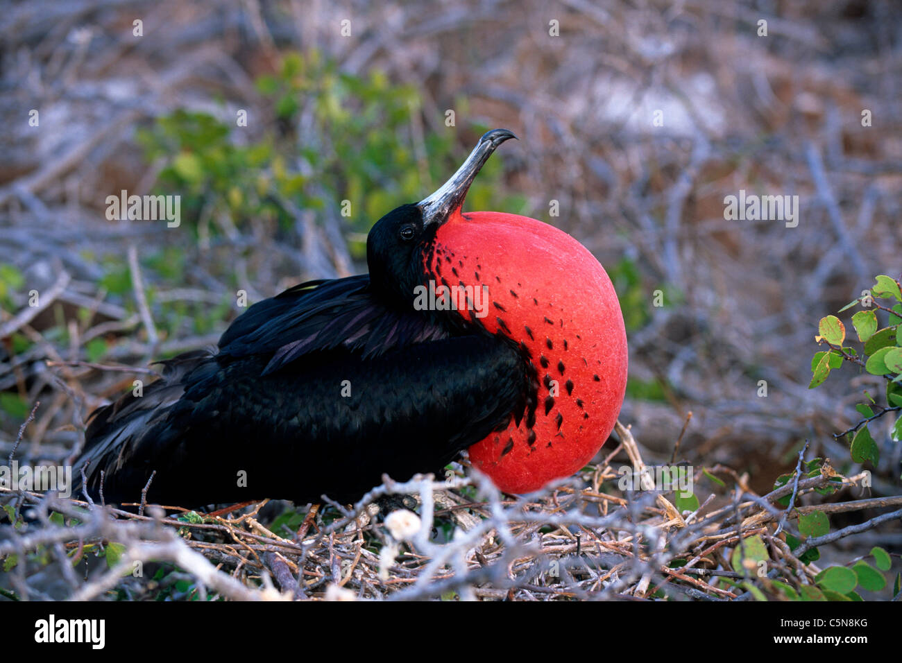 Magnifico maschio Frigatebird rosso di gonfiaggio golare, Fregata magnificens, Galapagos, Ecuador Foto Stock