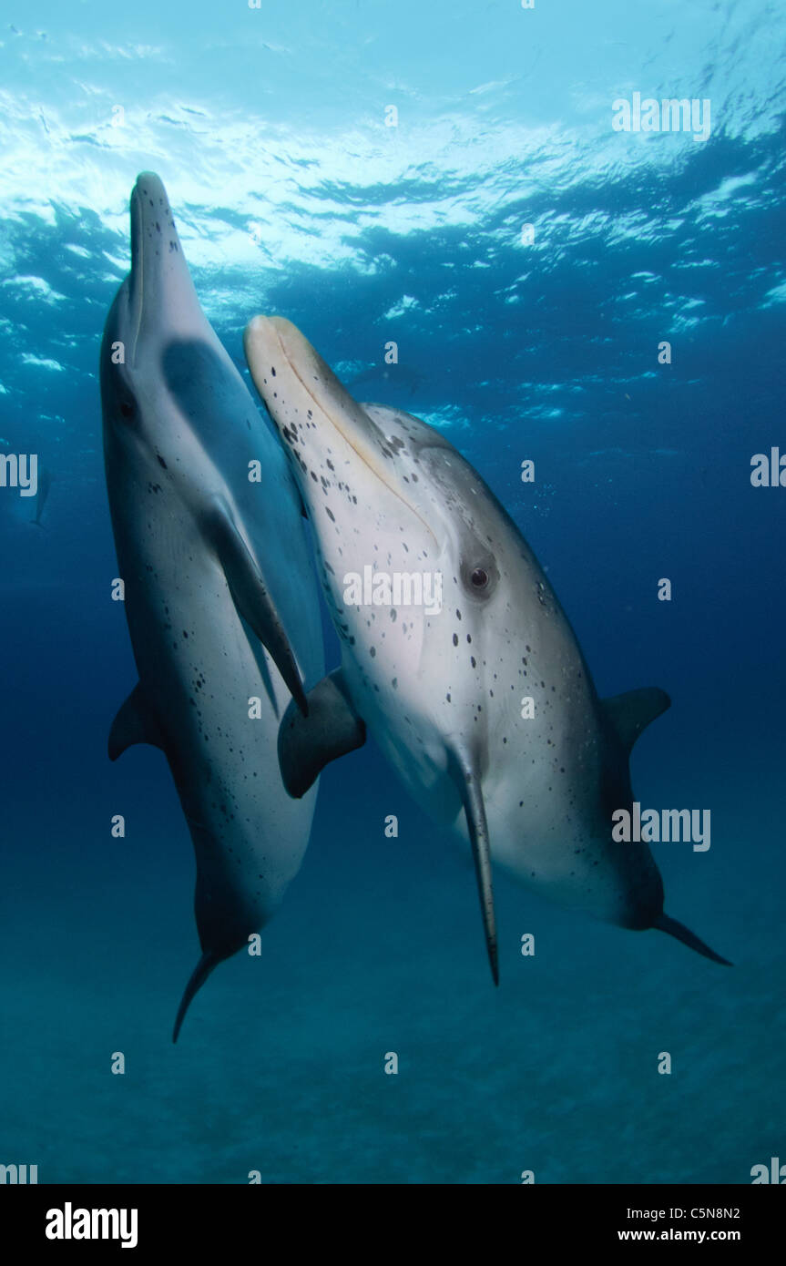 Atlantic delfini maculati Foto Stock