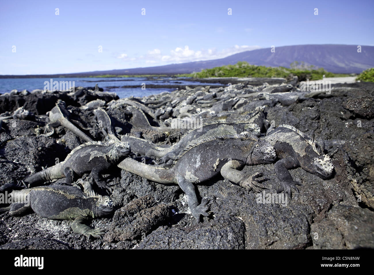 Gruppo di Galapagos iguane marine in riscaldamento, Amblyrhynchus cristatus, Fernandina Island, Galapagos, Ecuador Foto Stock