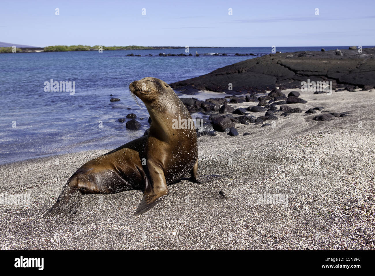 Le Galapagos Sea Lion, Zalophus wollebaeki, Galapagos, Ecuador Foto Stock