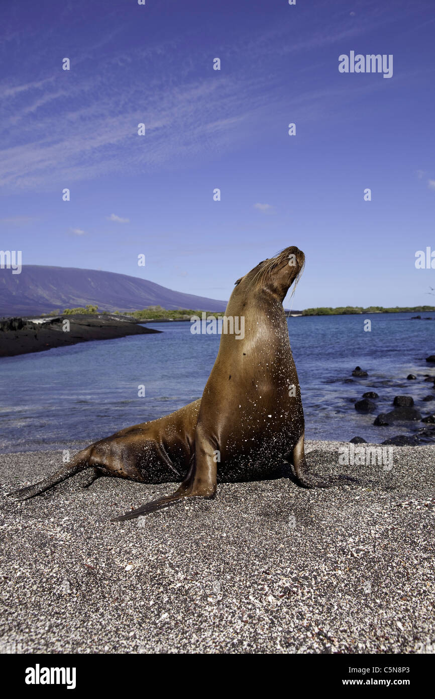 Le Galapagos Sea Lion, Zalophus wollebaeki, Galapagos, Ecuador Foto Stock