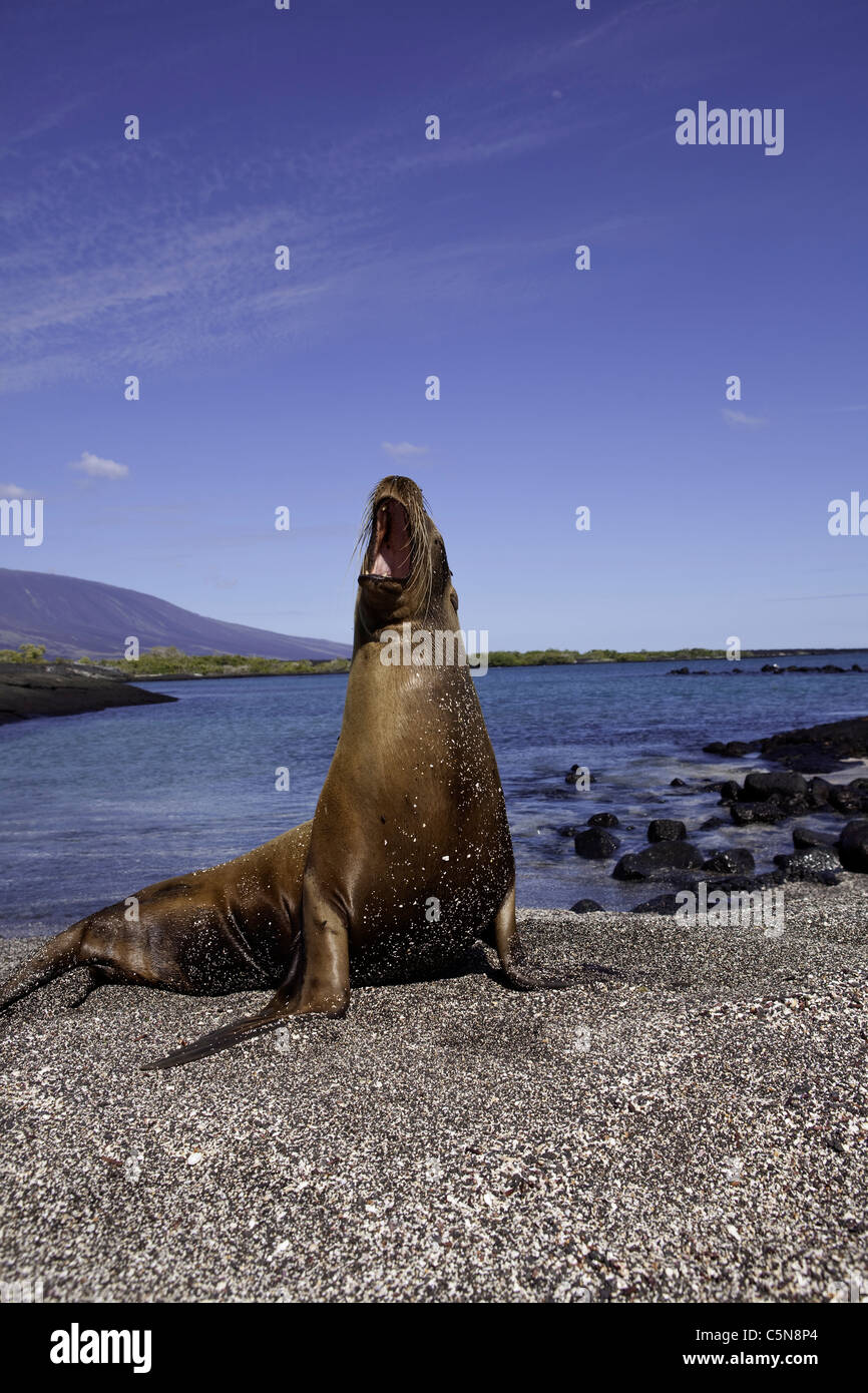 Le Galapagos Sea Lion, Zalophus wollebaeki, Galapagos, Ecuador Foto Stock