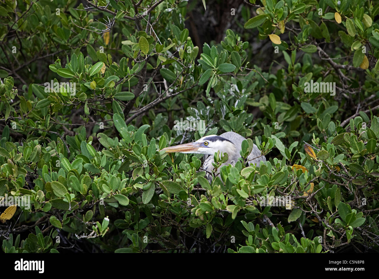 Airone blu sulla struttura di mangrovie, Ardea Erodiade, Isabela Island, Galapagos, Ecuador Foto Stock