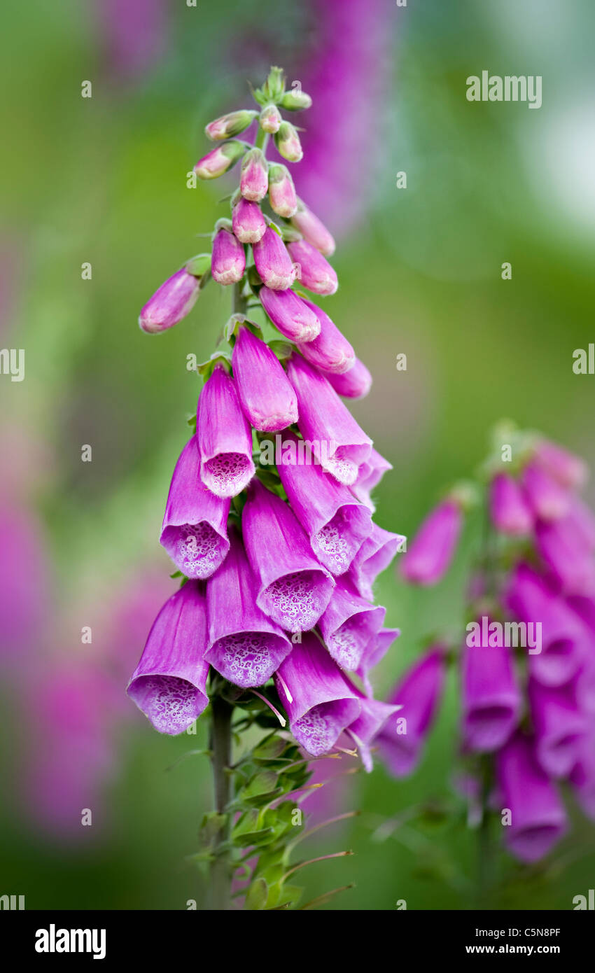 Foxgloves - Digitalis purpurea fiori Foto Stock