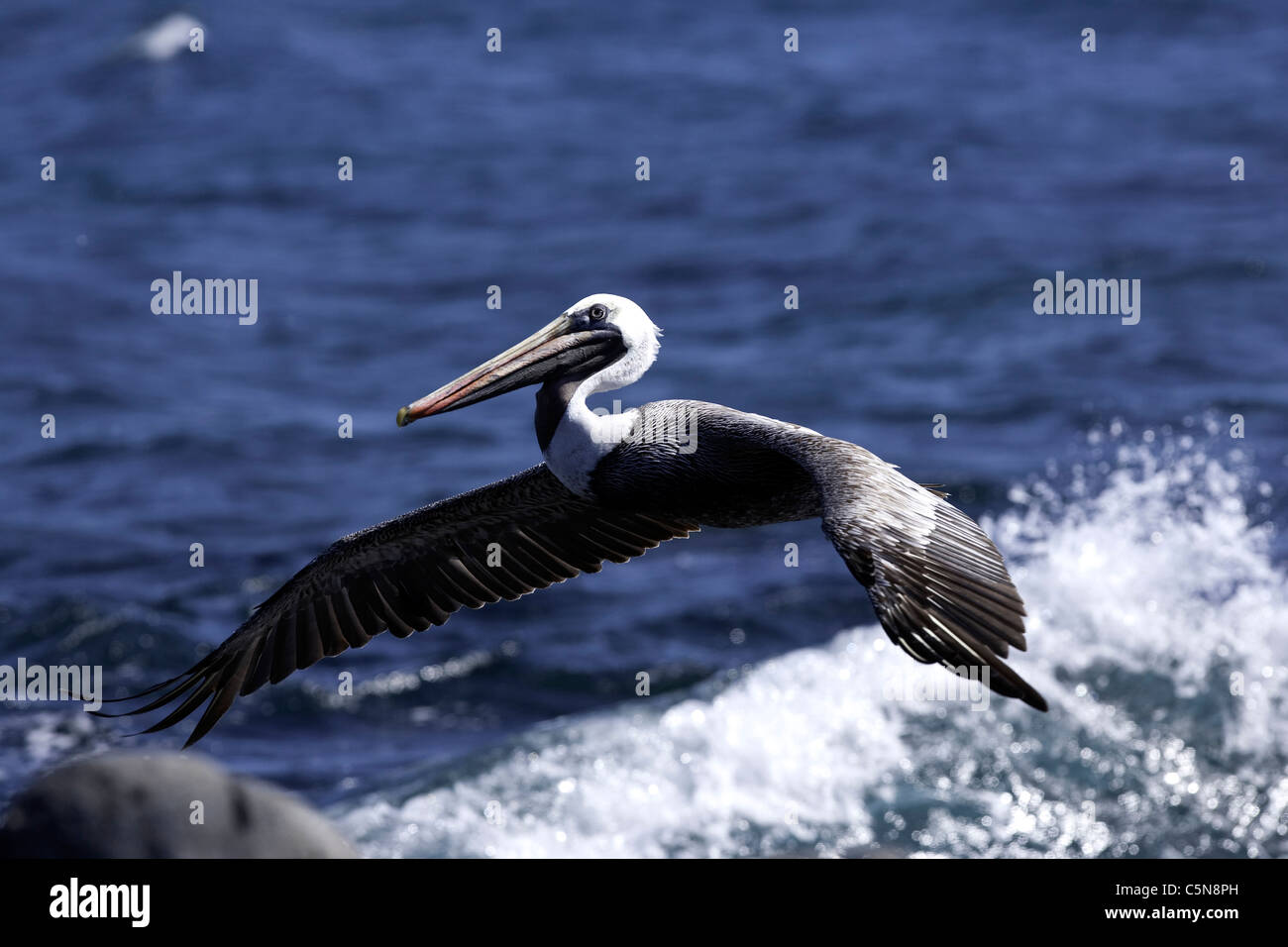 Flying Brown Pelican, Pelecanus occidentalis, North Seymour Island, Galapagos, Ecuador Foto Stock