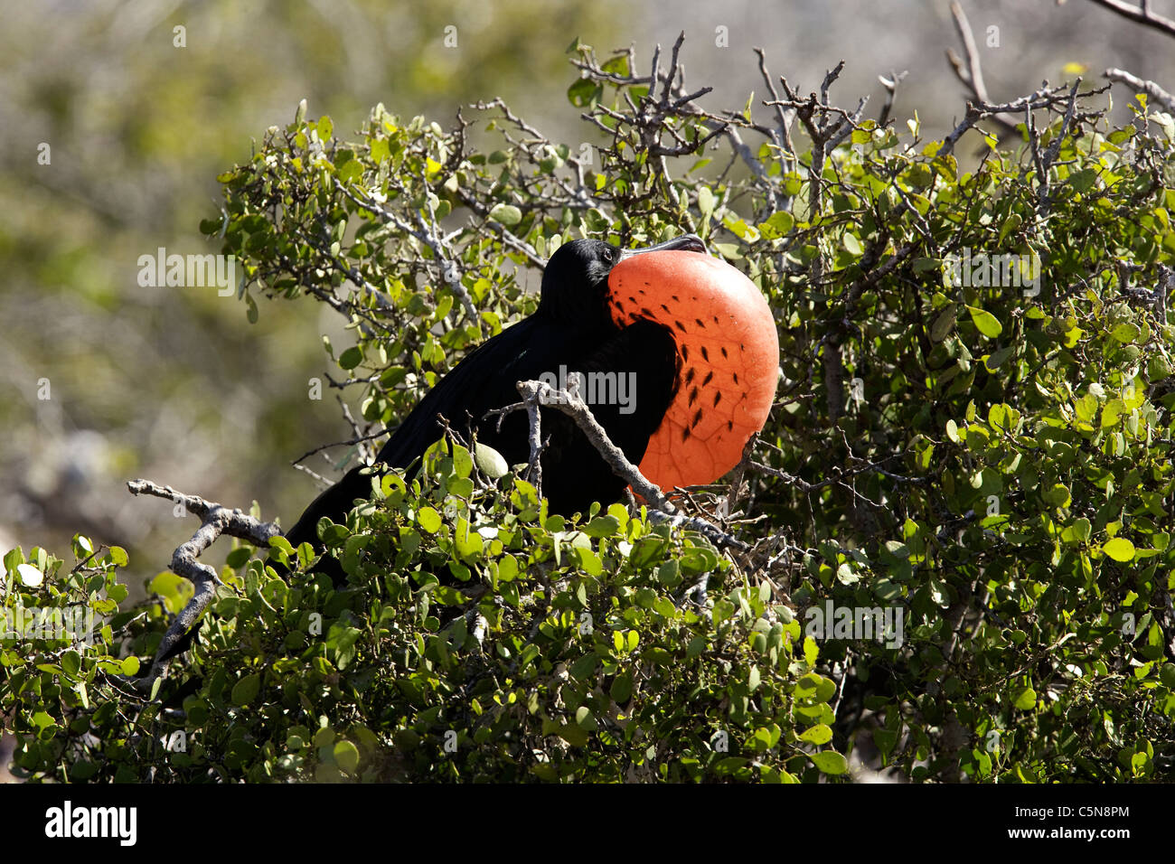 Magnifico maschio Frigatebird rosso di gonfiaggio golare, Fregata magnificens, North Seymour Island, Galapagos, Ecuador Foto Stock