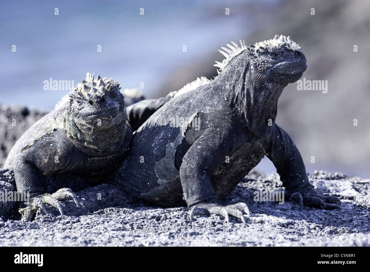 Galapagos iguane marine, Amblyrhynchus cristatus, Fernandina Island, Galapagos, Ecuador Foto Stock