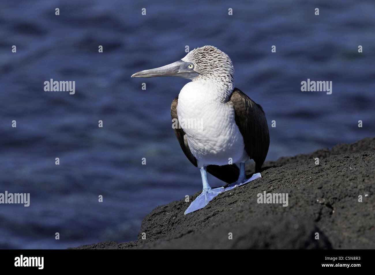 Blu-footed Booby, Sula nebouxii, Fernandina Island, Galapagos, Ecuador Foto Stock