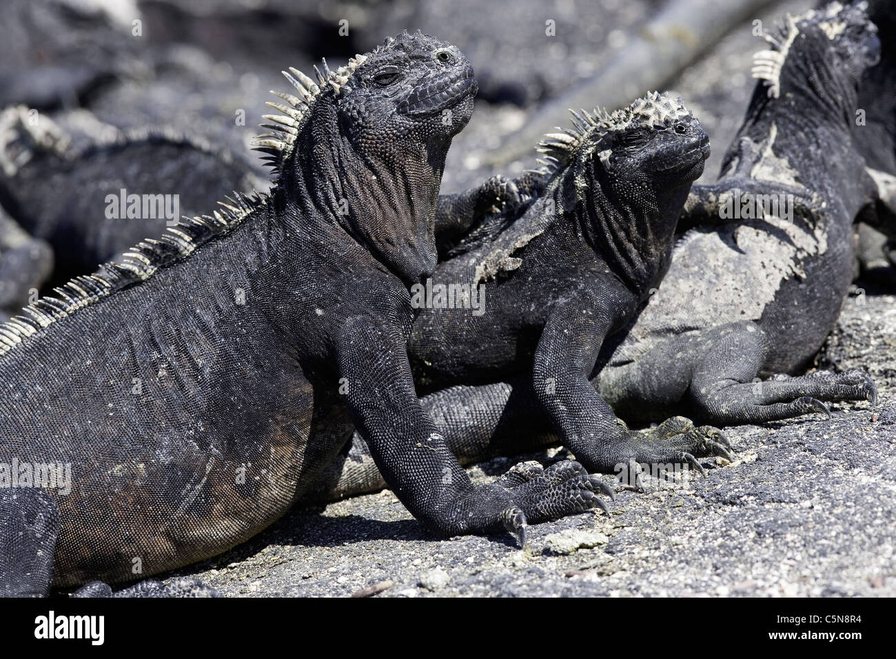 Gruppo di Galapagos iguane marine, Amblyrhynchus cristatus, Fernandina Island, Galapagos, Ecuador Foto Stock