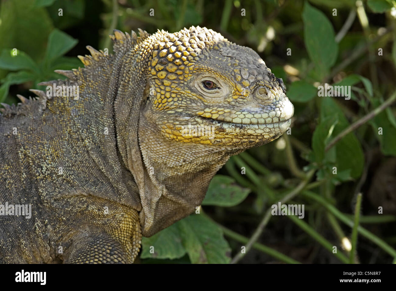 Terra Galapagos Iguana, Conolophus subcristatus, Isabela Island, Galapagos, Ecuador Foto Stock
