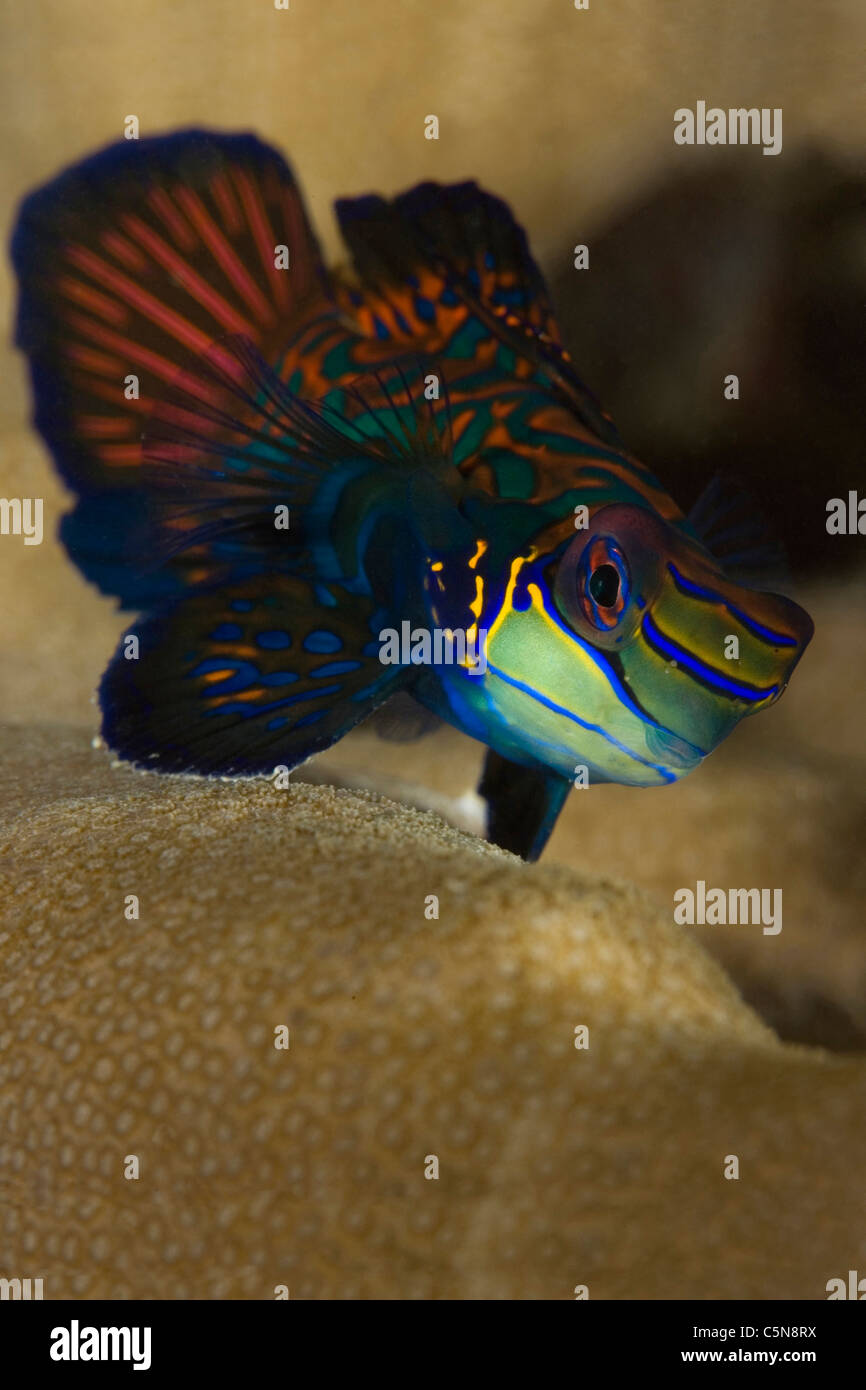 Pesce mandarino, Synchiropus splendidus, Micronesia, Oceano Pacifico, Yap Foto Stock
