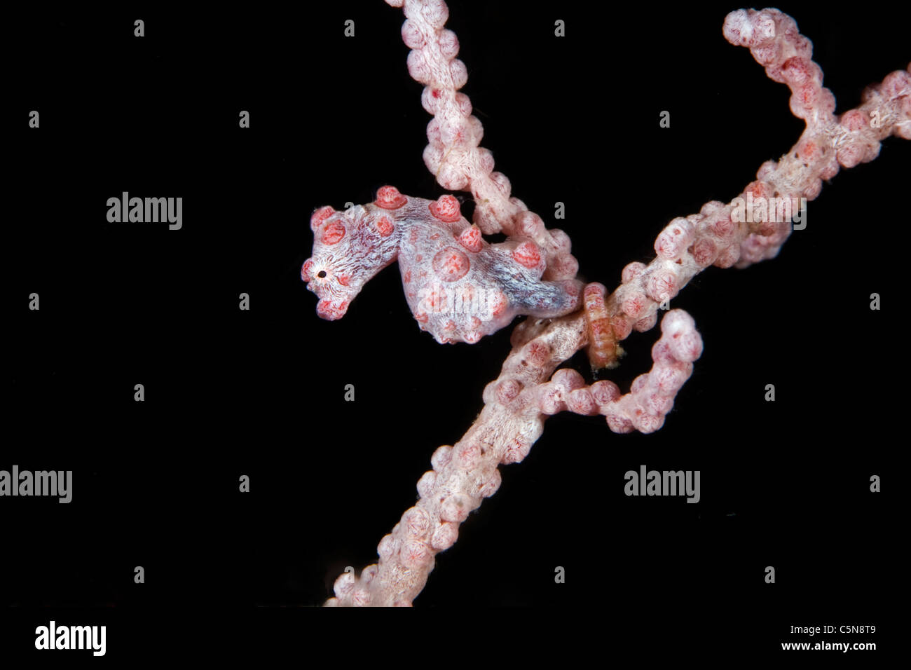 Cavalluccio marino pigmeo, Hippocampus bargibanti Raja Ampat, Papua occidentale, in Indonesia Foto Stock