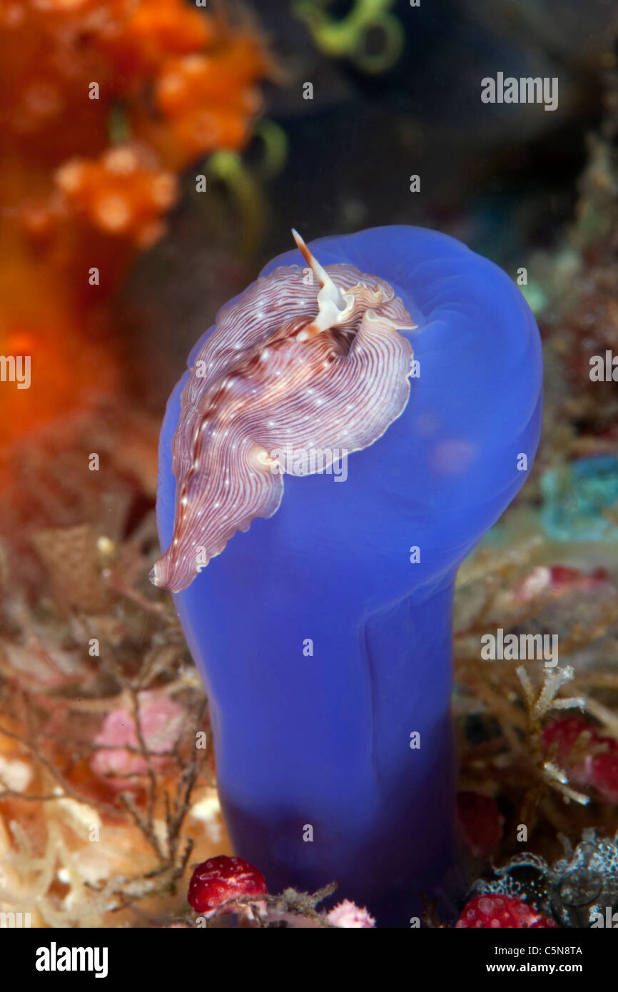 Alimentazione Flatworm su Ascidian, Pseudoceros sp., Raja Ampat, Papua occidentale, in Indonesia Foto Stock