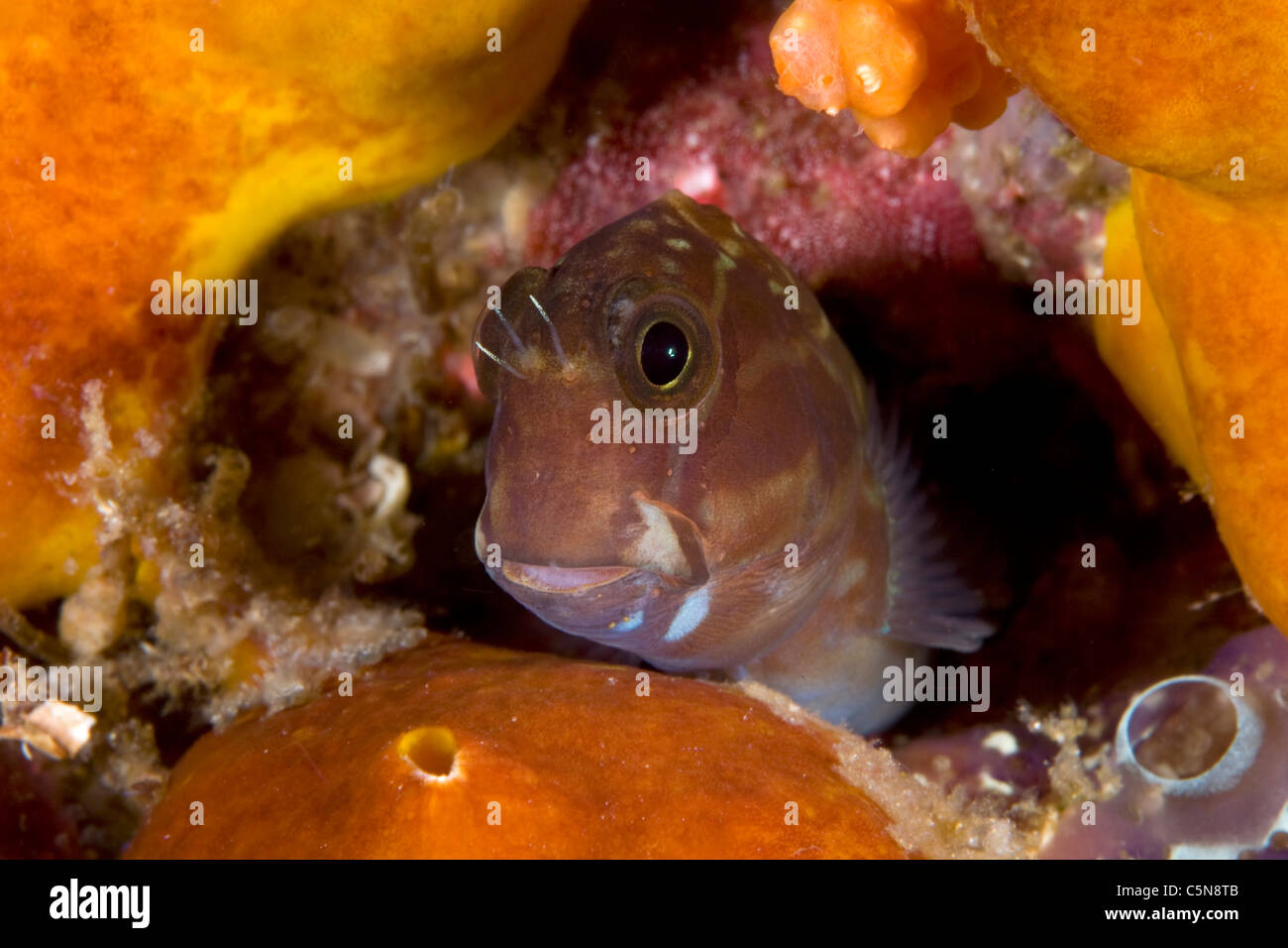 Lady Musgrave bavose, Cirripectes chelomatus Raja Ampat, Papua occidentale, in Indonesia Foto Stock
