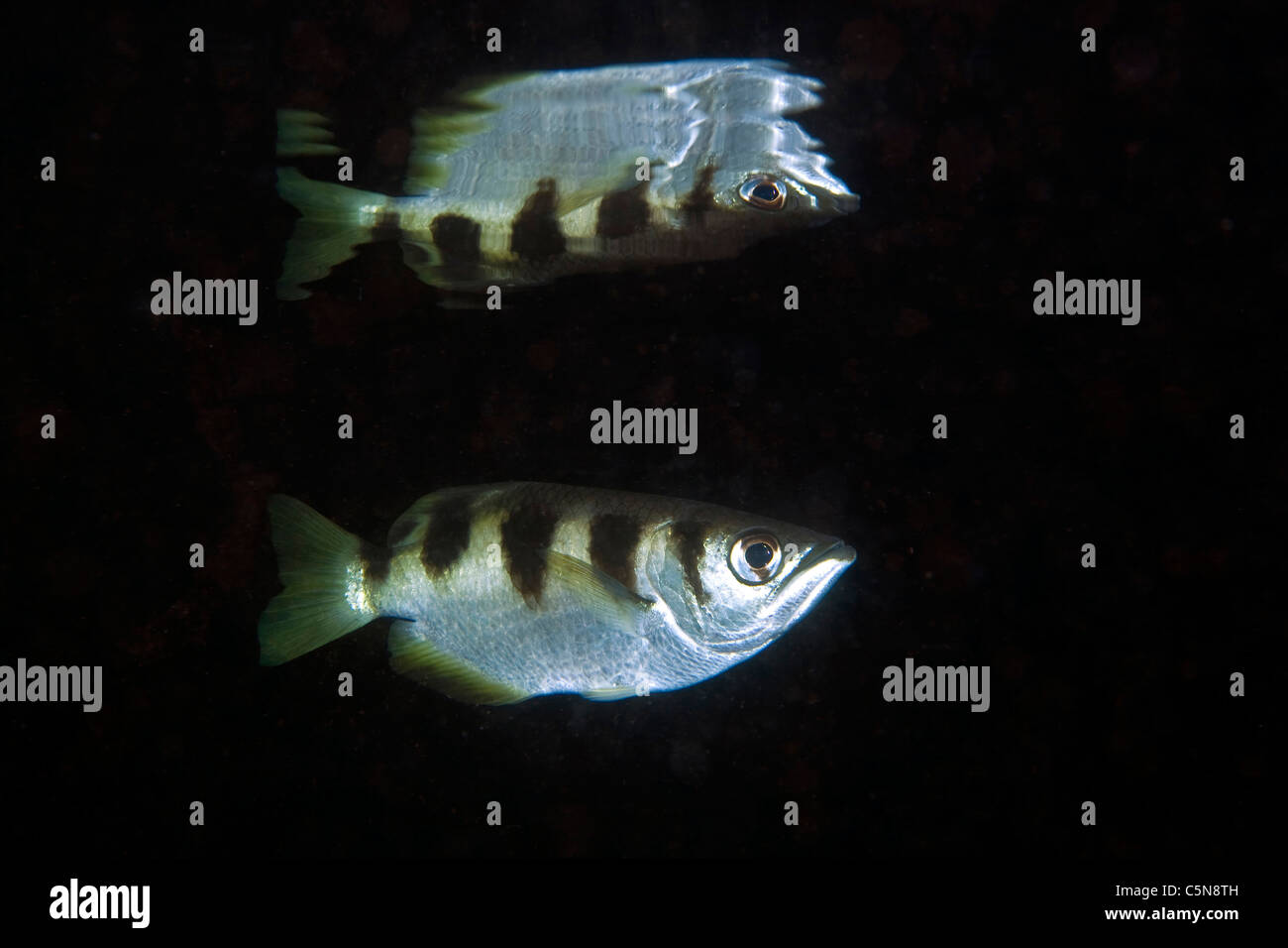 Nastrare Archerfish, Toxotes jaculatrix Raja Ampat, Papua occidentale, in Indonesia Foto Stock