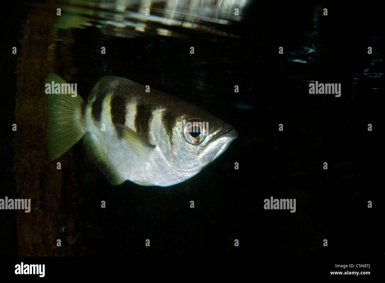 Nastrare Archerfish, Toxotes jaculatrix Raja Ampat, Papua occidentale, in Indonesia Foto Stock