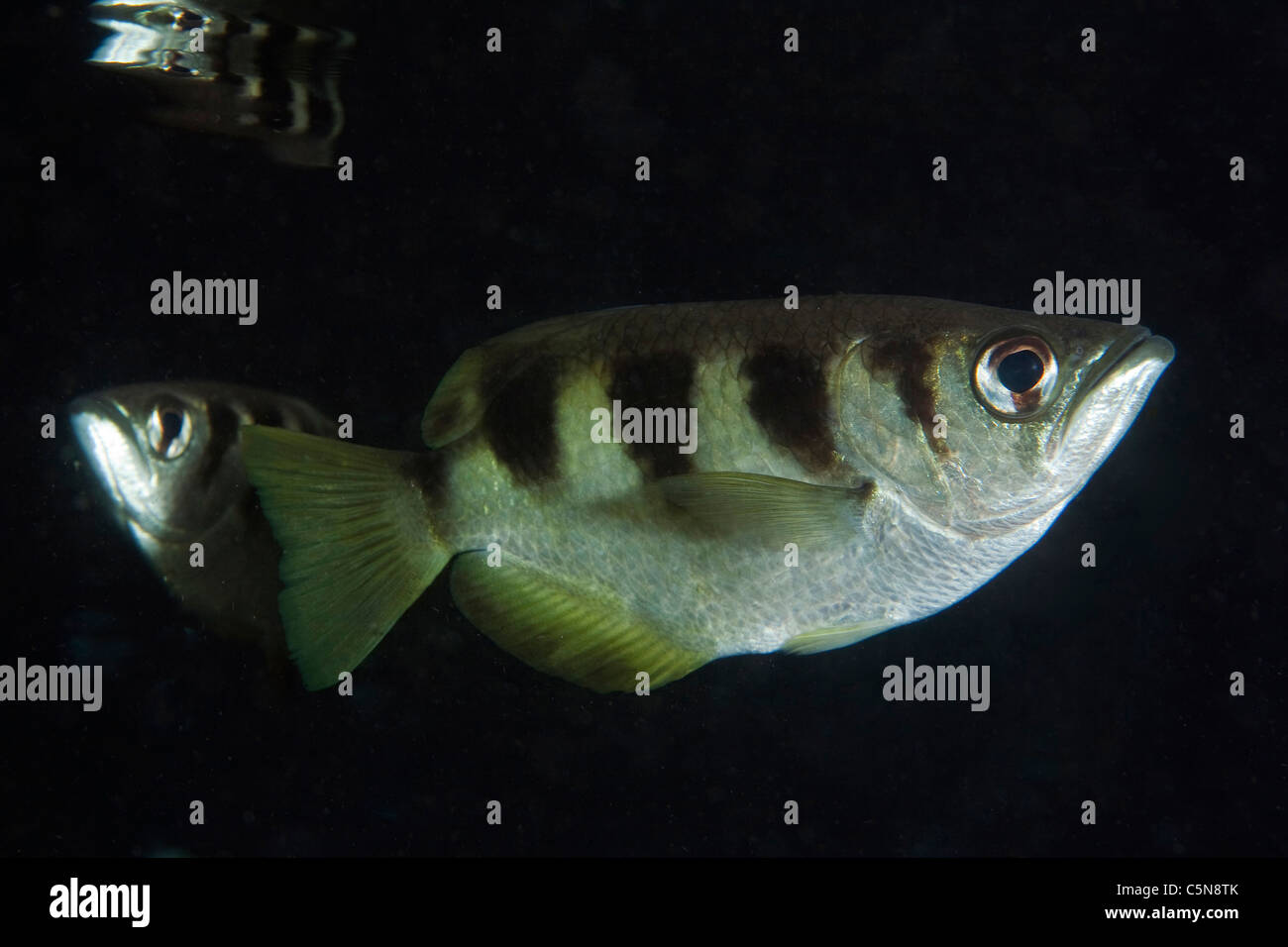 Nastrare Archerfish, Toxotes jaculatrix Raja Ampat, Papua occidentale, in Indonesia Foto Stock