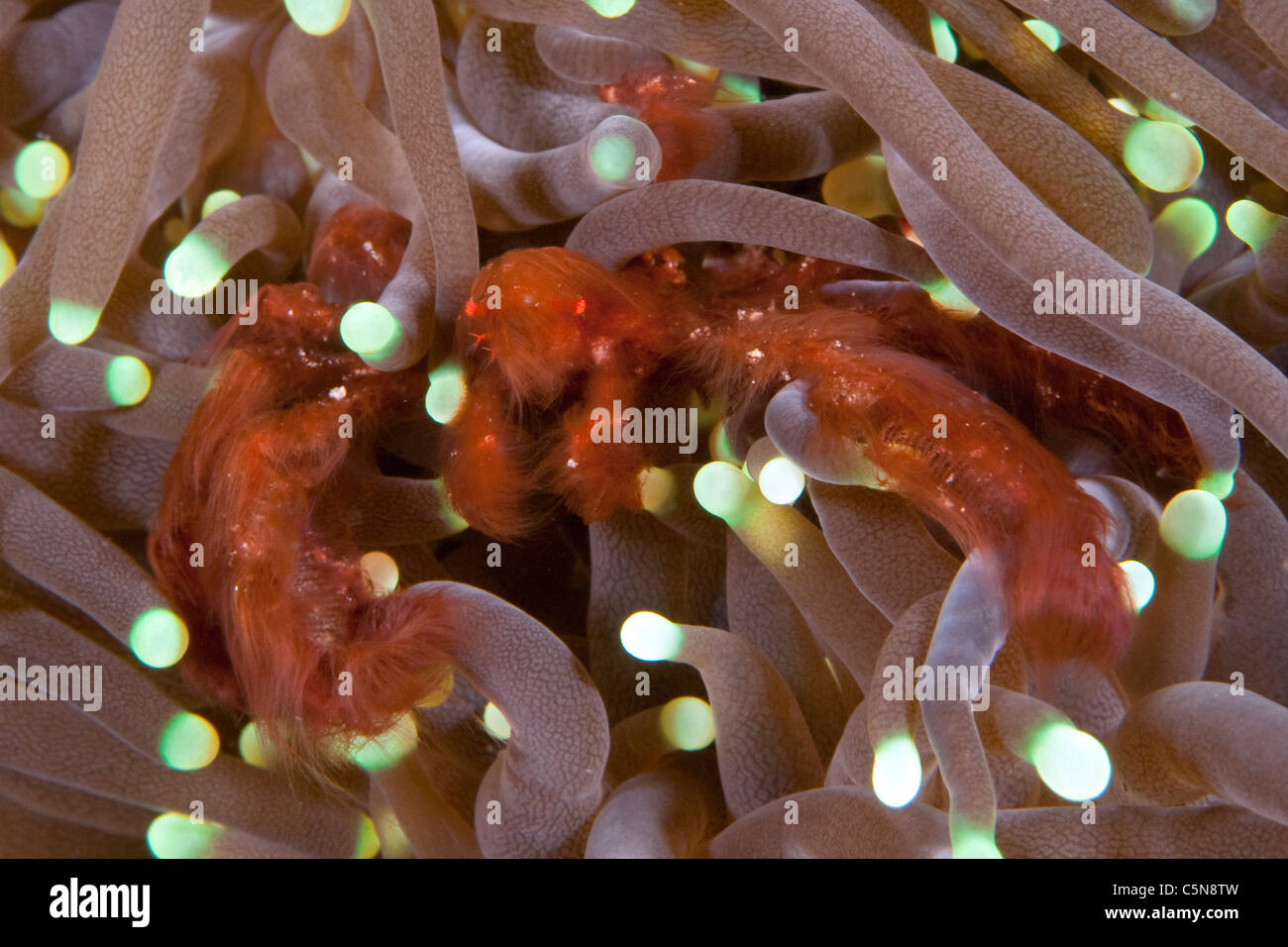 Orang Utan Crab in Anemone, Achaeus japonicus, Raja Ampat, Papua occidentale, in Indonesia Foto Stock
