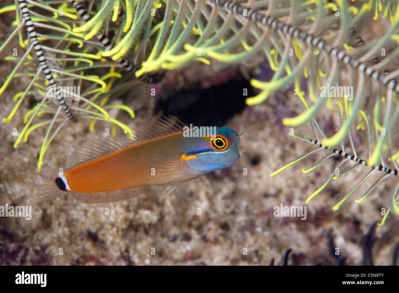 Eyespot bavose, Ecsenius stigmatura Raja Ampat, Papua occidentale, in Indonesia Foto Stock