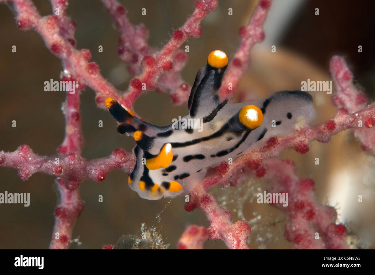 Il Neon Slug, Thecacera picta, Raja Ampat, Papua occidentale, in Indonesia Foto Stock