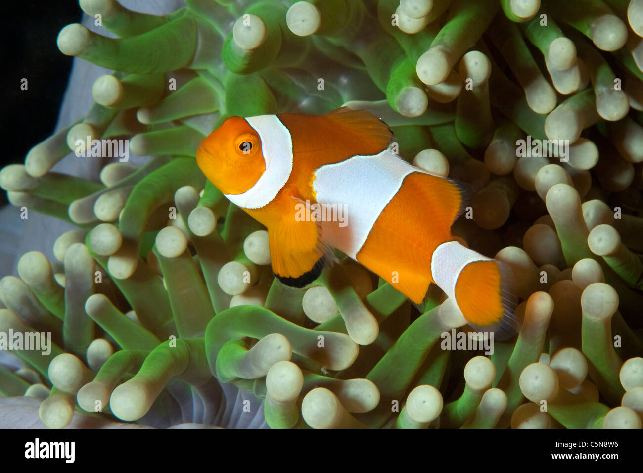 False Clown Anemonefish, Amphiprion ocellaris, Raja Ampat, Papua occidentale, in Indonesia Foto Stock