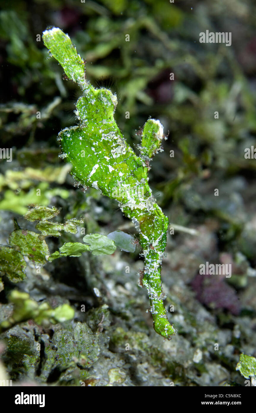Halimeda Ghost Pipefish, Solenostomus halimeda, Oceano Indiano, Maldive Foto Stock