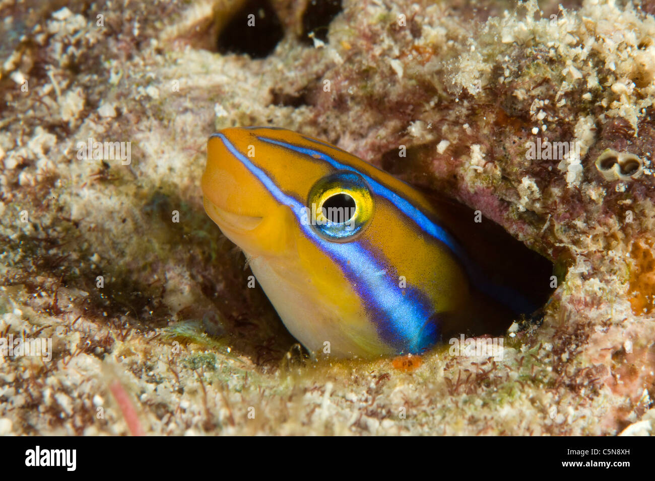 Bluestriped Fangblenny, Plagiotremus rhinorhynchos, Oceano Indiano, Maldive Foto Stock