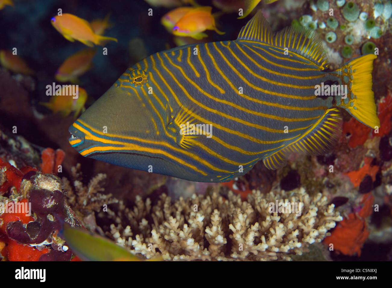 Striped Pesci balestra, Balistapus undulatus, Oceano Indiano, Maldive Foto Stock