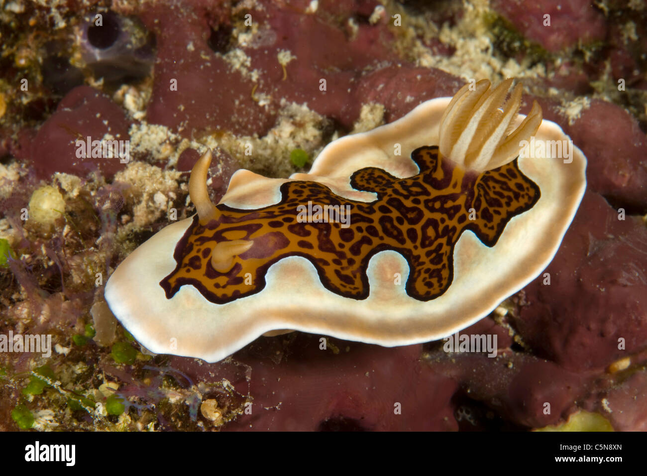Leopard Dorid Nudibranch, Chromodoris gleniei, Oceano Indiano, Maldive Foto Stock