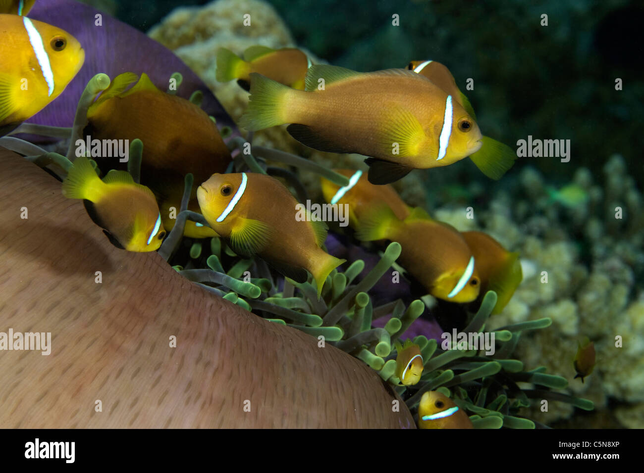 Famiglia di Maldive Anemonefish nella magnifica Anemone, Amphiprion nigripes, Heteractis magnifica, Oceano Indiano, Maldive Foto Stock