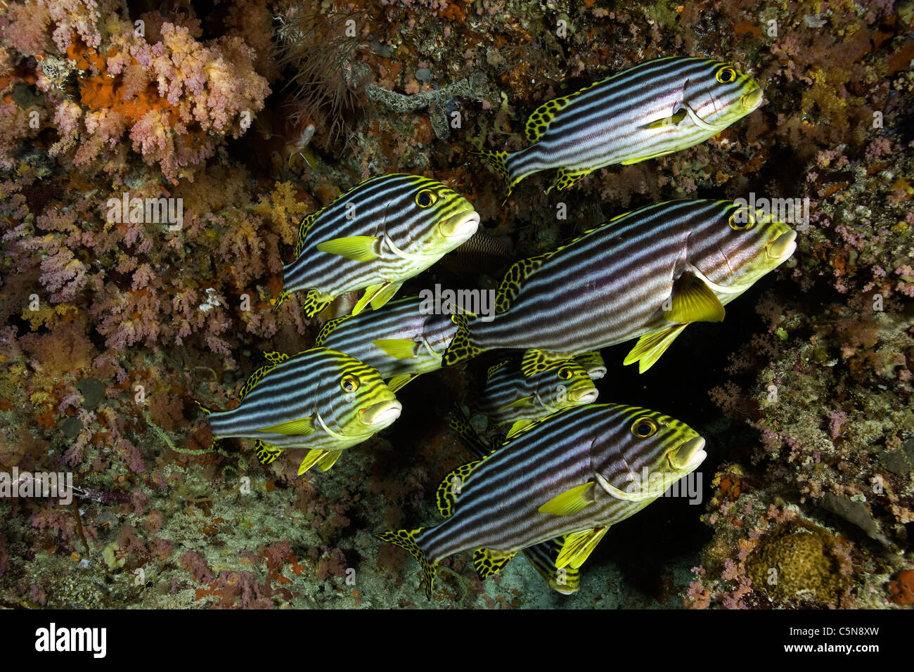 Secca di Sweetlips orientali, Plectorhinchus orientalis, Oceano Indiano, Maldive Foto Stock